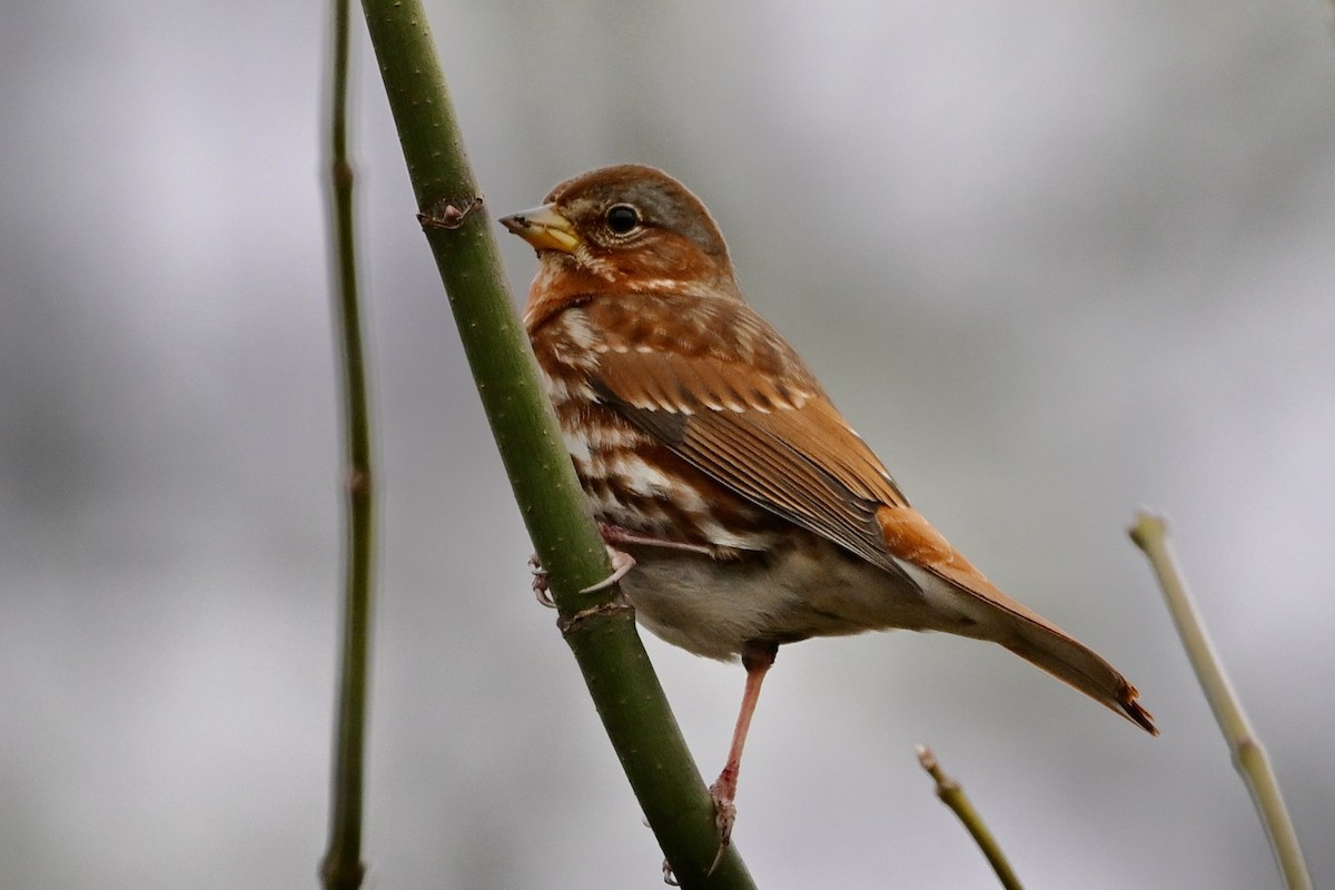 Пестрогрудая овсянка - ML646405580