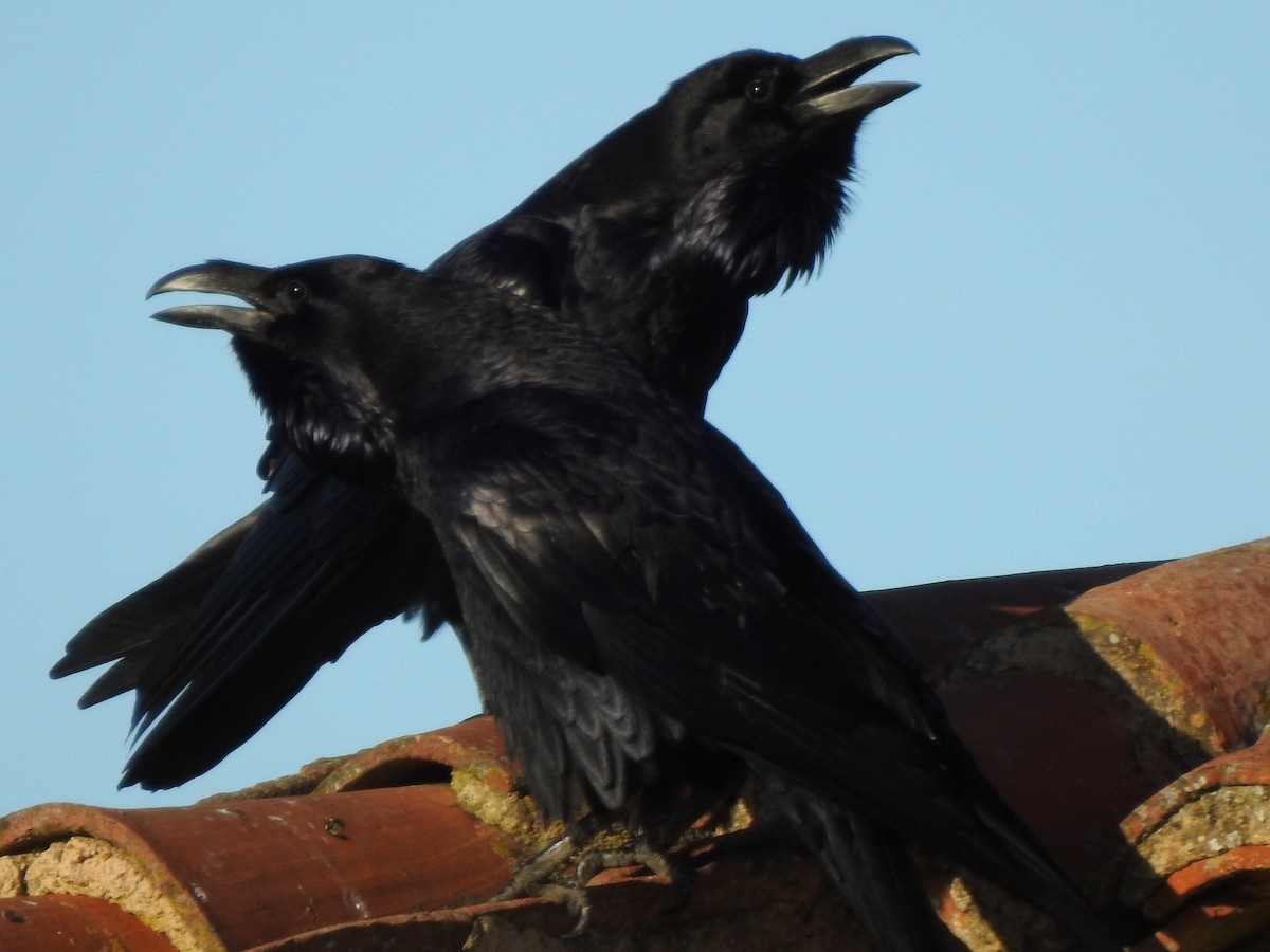 Ворон - ML646405581