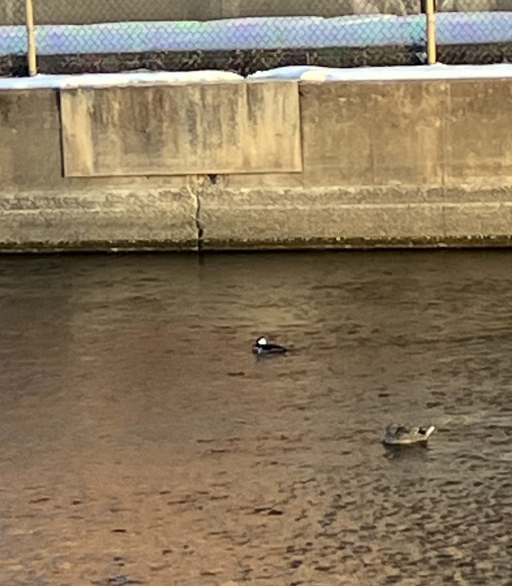 Капюшоновый крохаль - ML646405582