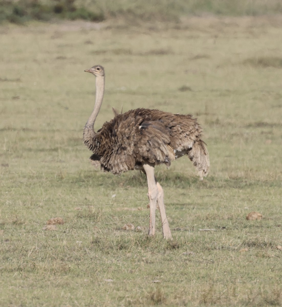 Африканский страус - ML646405583