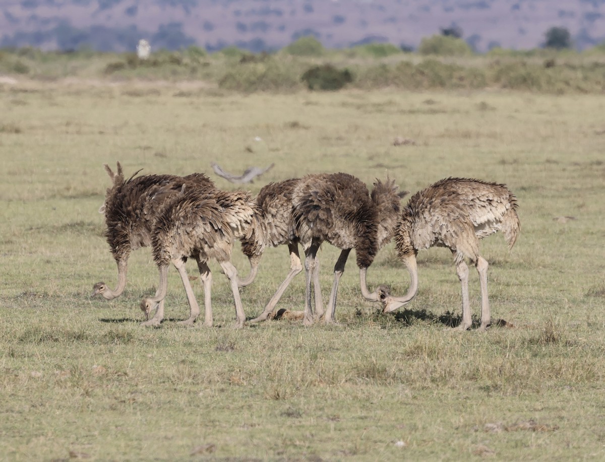 Африканский страус - ML646405584