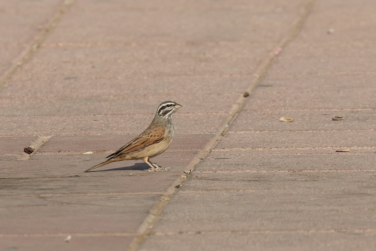 Пёстрая овсянка - ML646405585