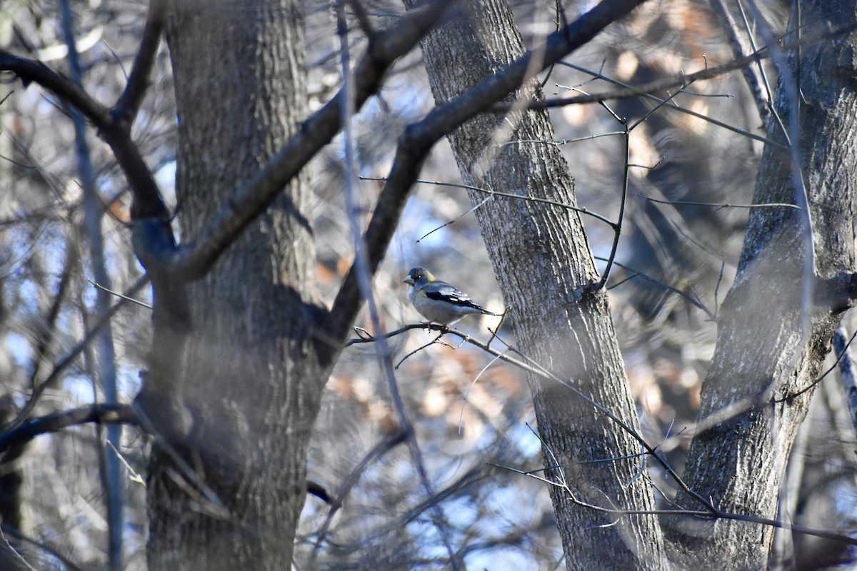 Вечерний дубонос - ML646405586