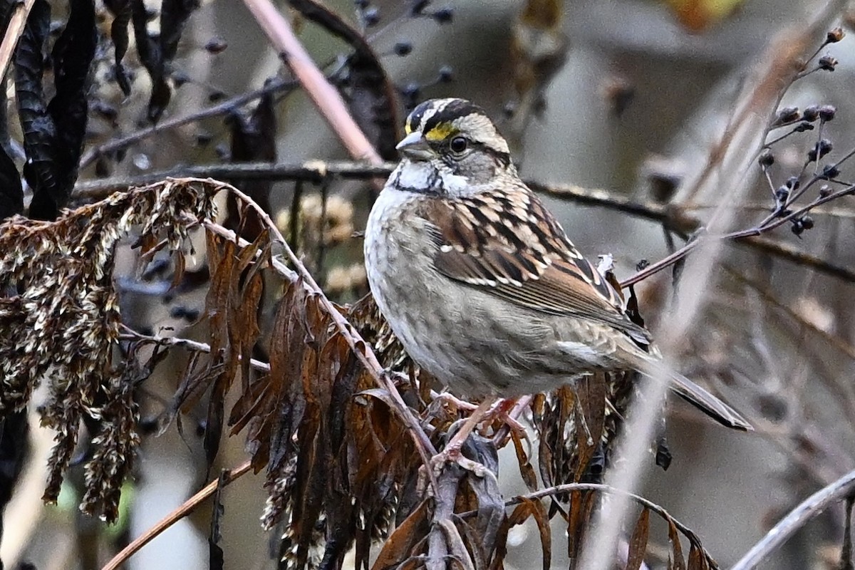 Белогорлая зонотрихия - ML646405587