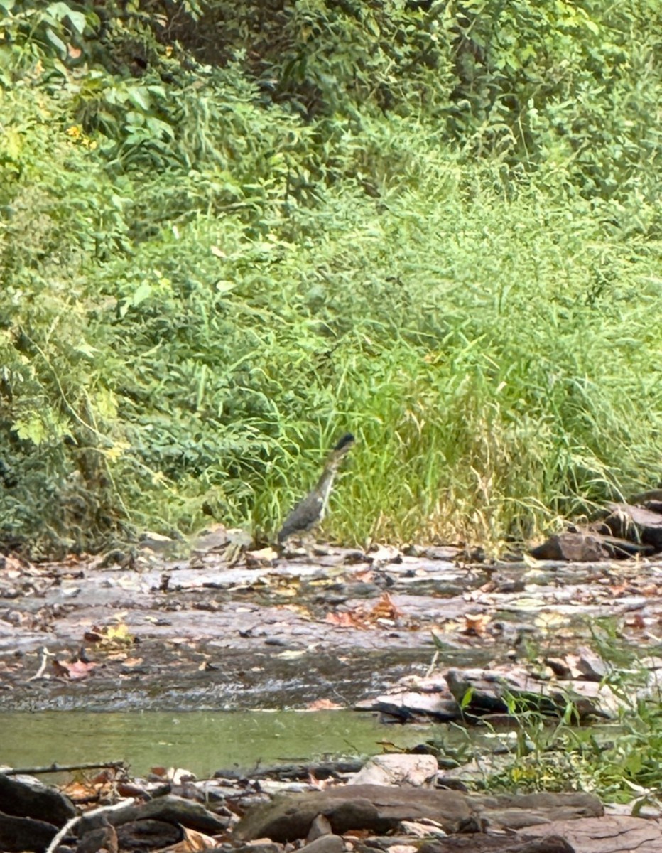 Зеленоспинная цапля - ML646405588