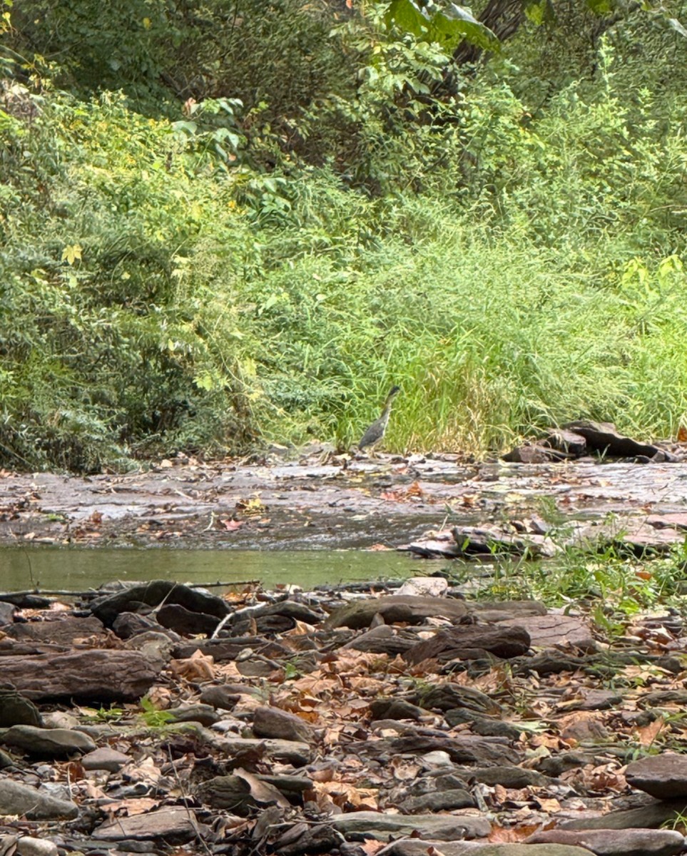 Зеленоспинная цапля - ML646405589