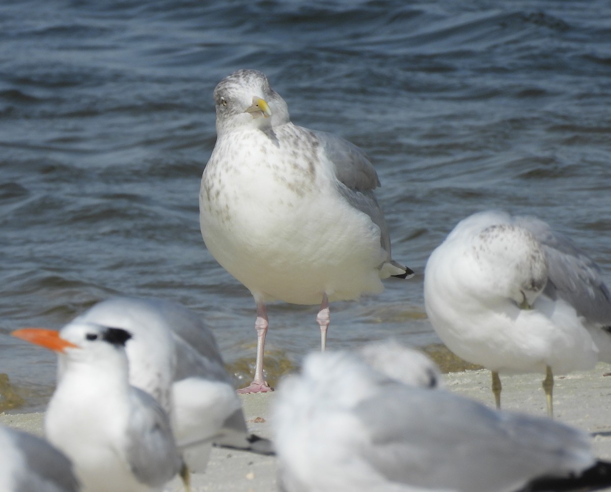 Американская чайка - ML646405590