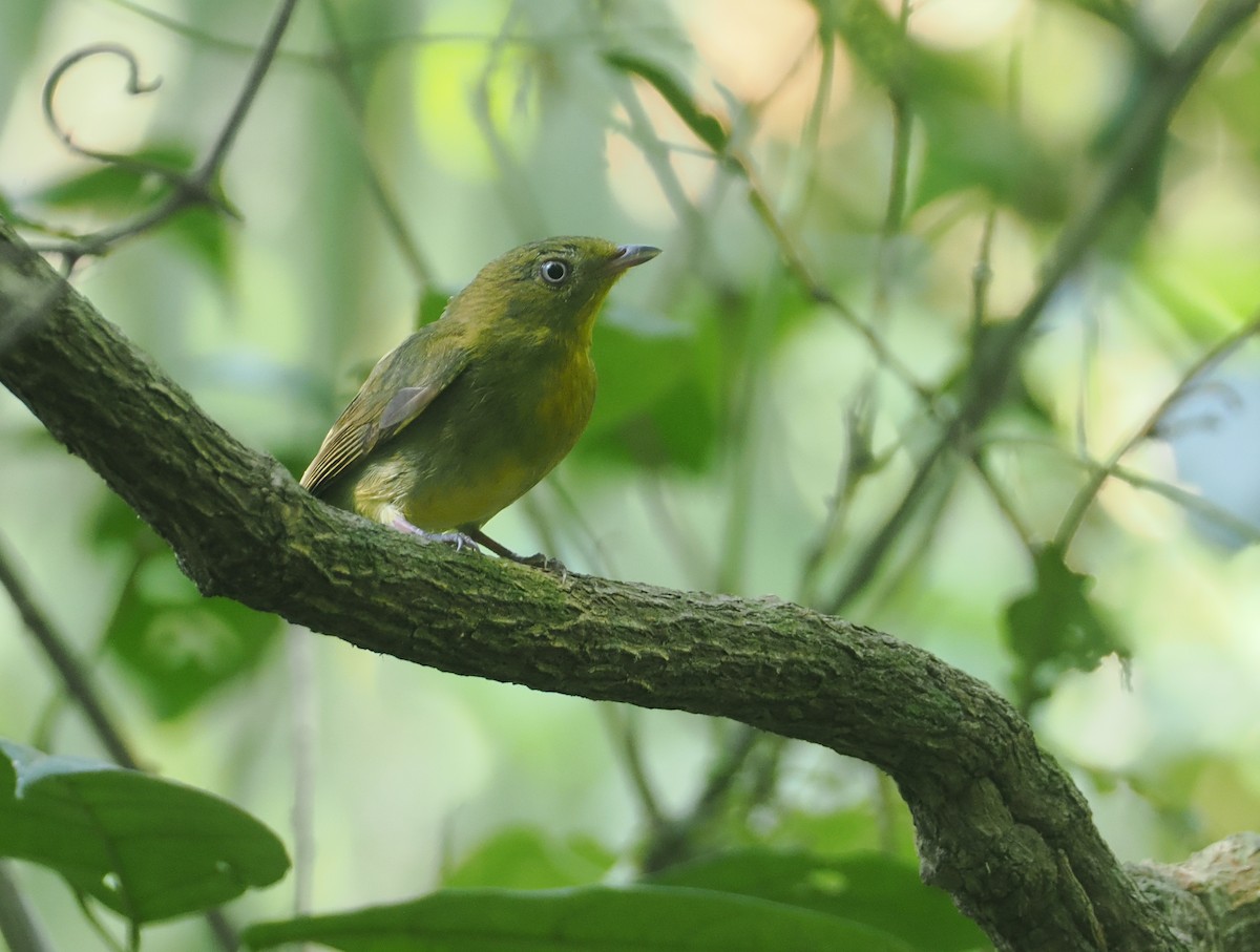 Пестрохвостая пипра - ML646405591