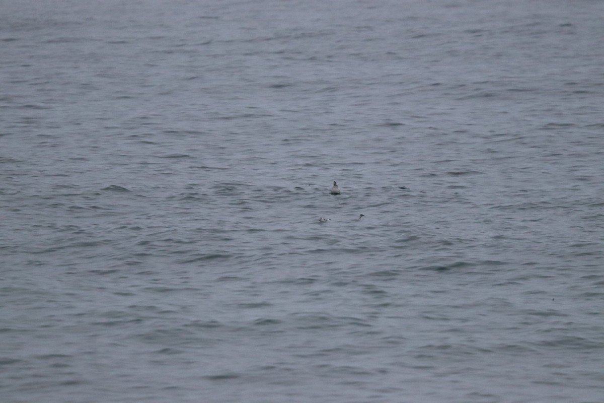 Чистик - ML646405592