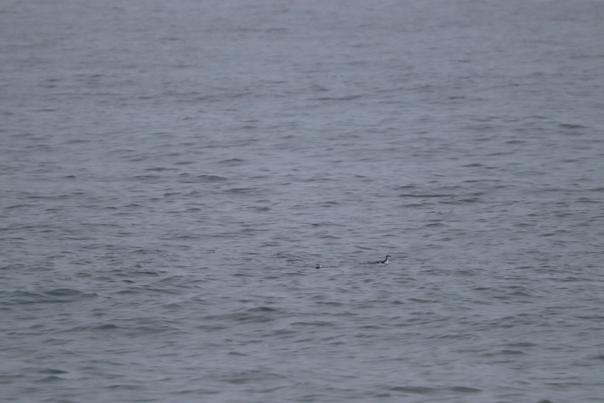 Чистик - ML646405593