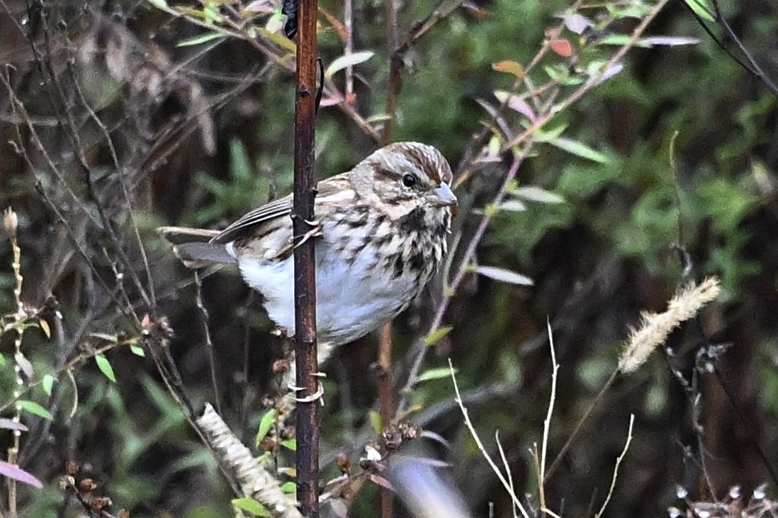 Певчая овсянка - ML646405595
