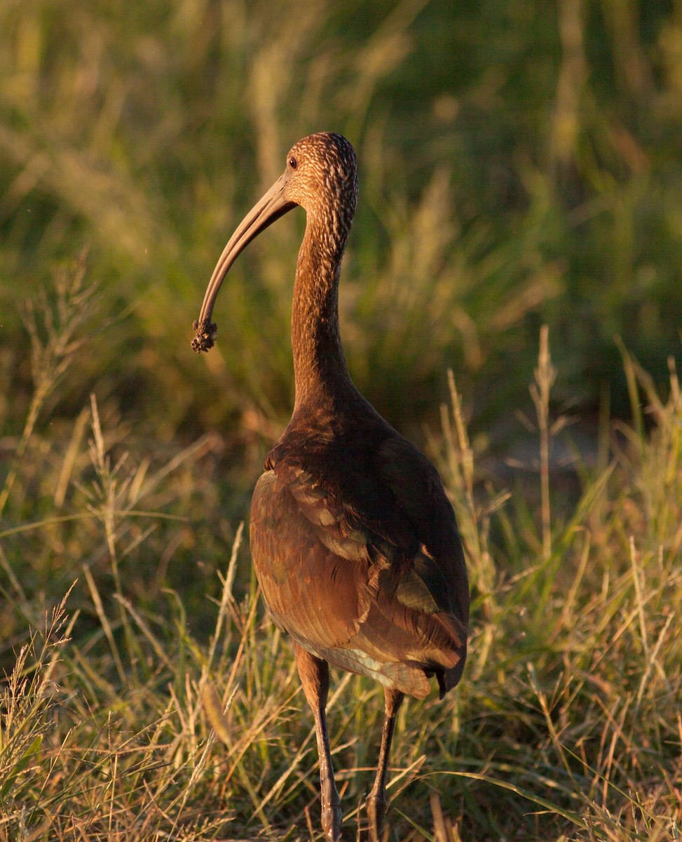 Очковая каравайка - ML646405596