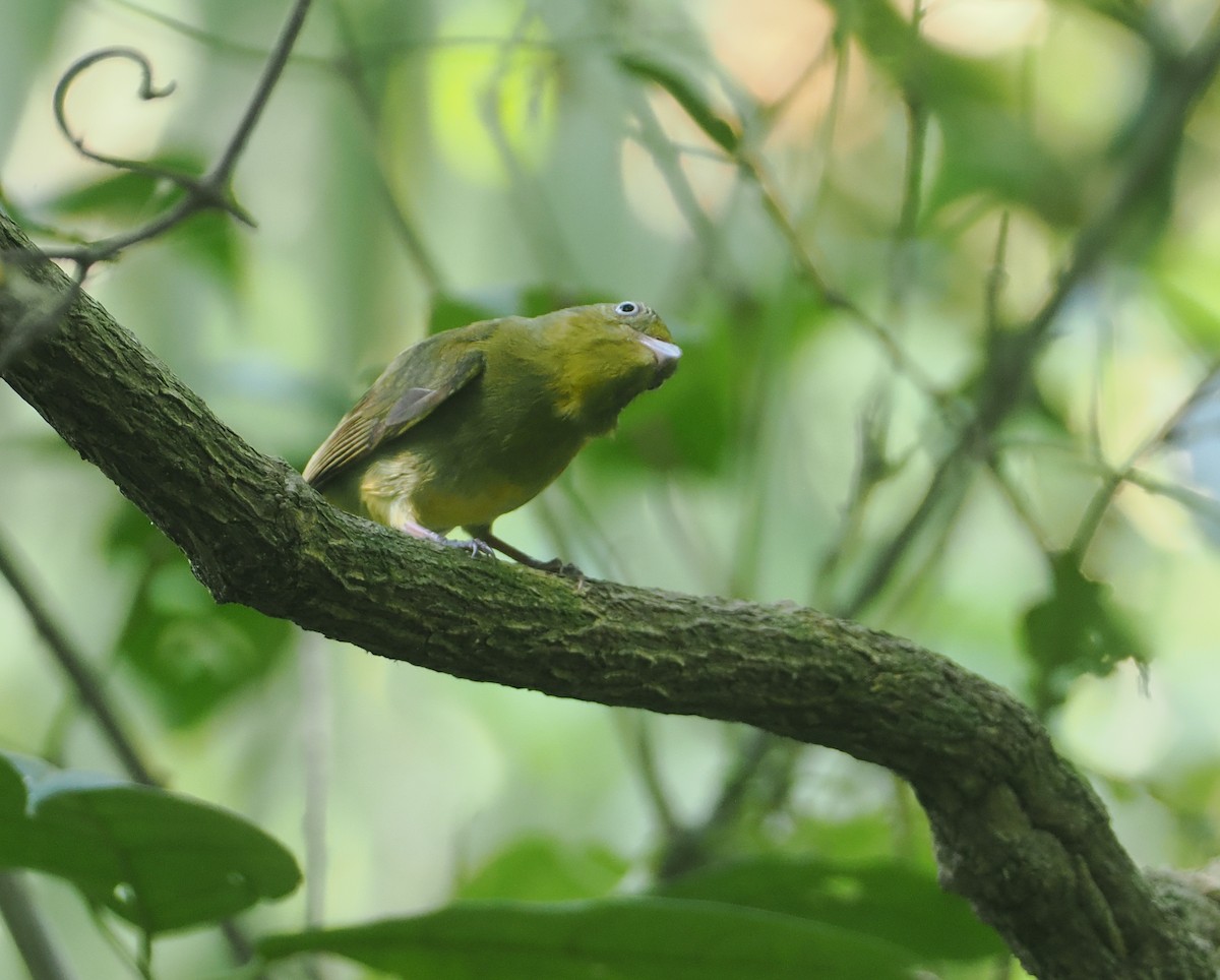 Пестрохвостая пипра - ML646405597