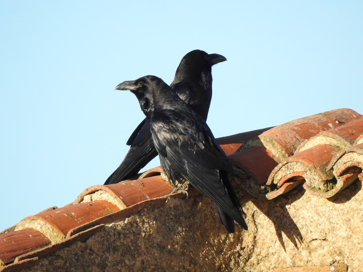 Ворон - ML646405599