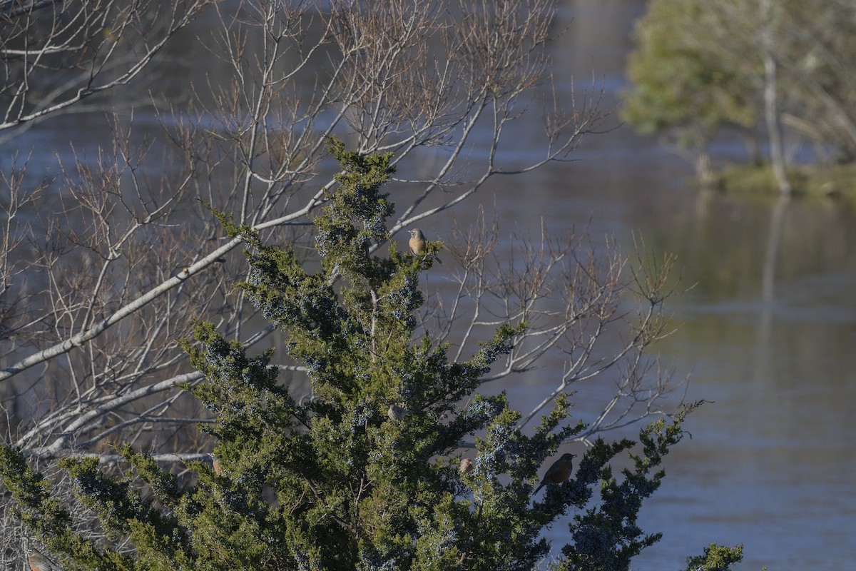 Странствующий дрозд - ML646405601