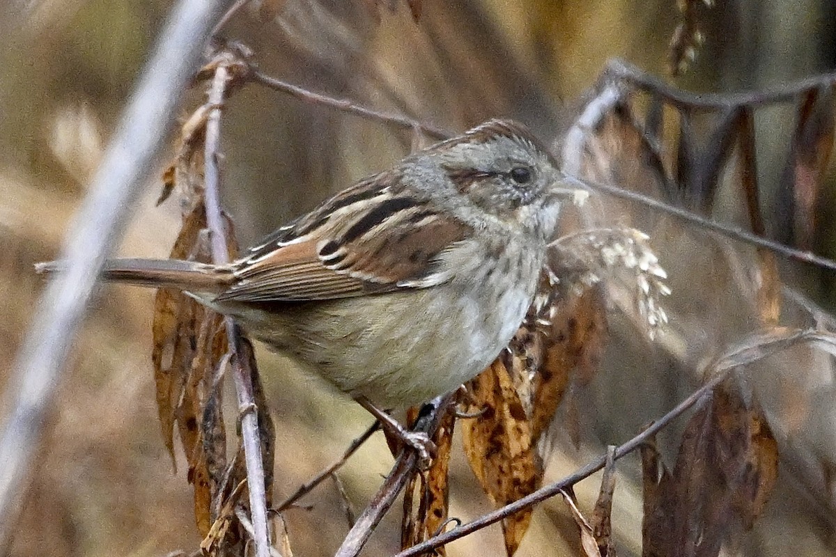 Swamp Sparrow - ML646405602