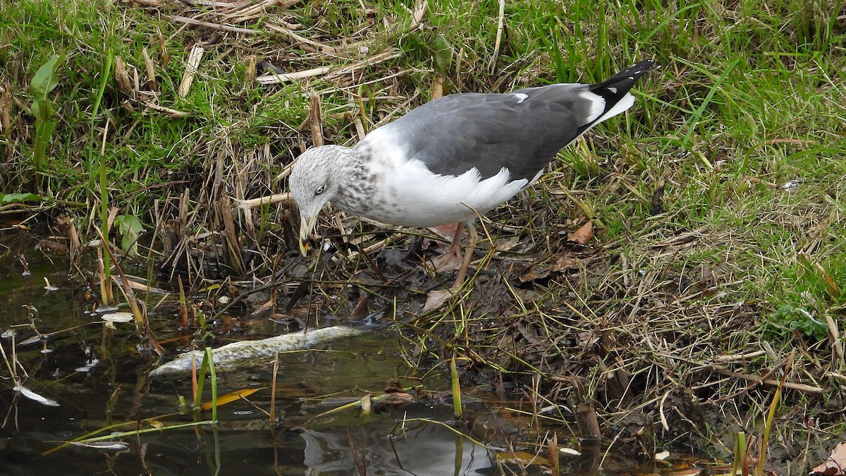 Lesser Black-backed Gull - ML646405603