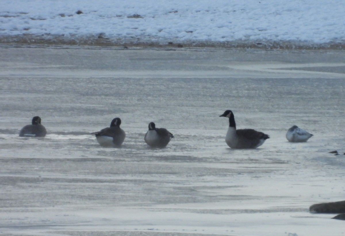 Snow Goose - ML646405605