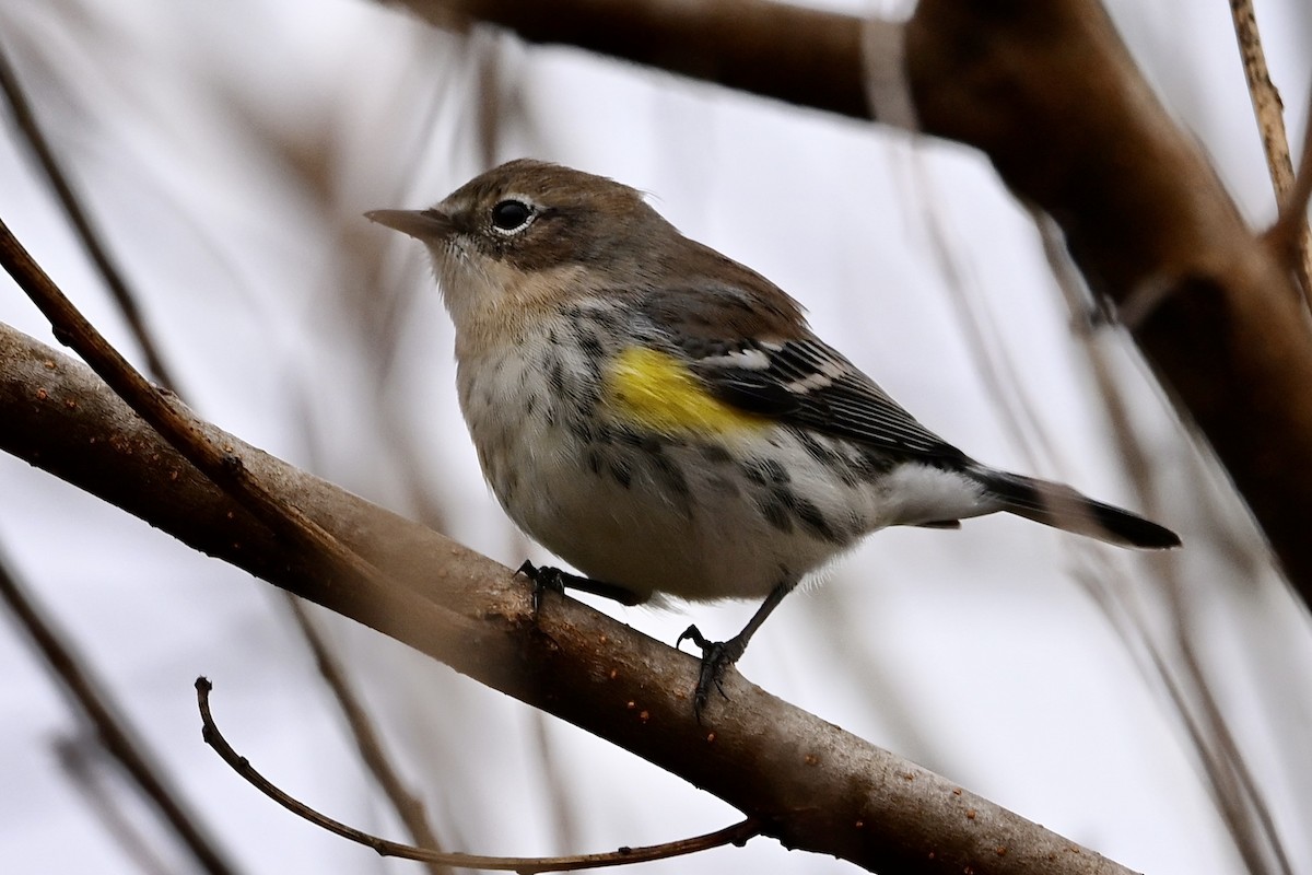 lesňáček žlutoskvrnný - ML646405611