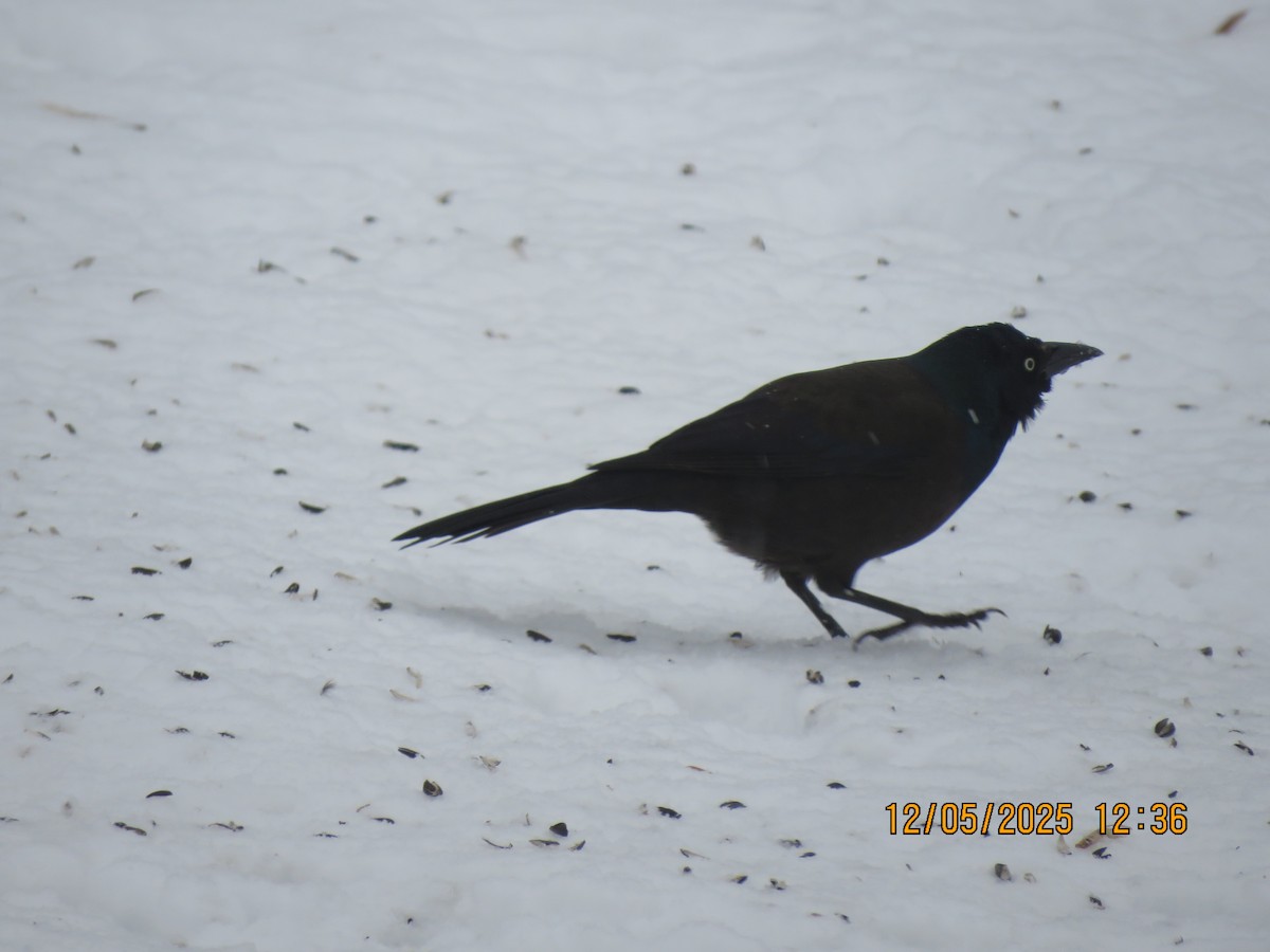 Пурпурный гракл - ML646405612