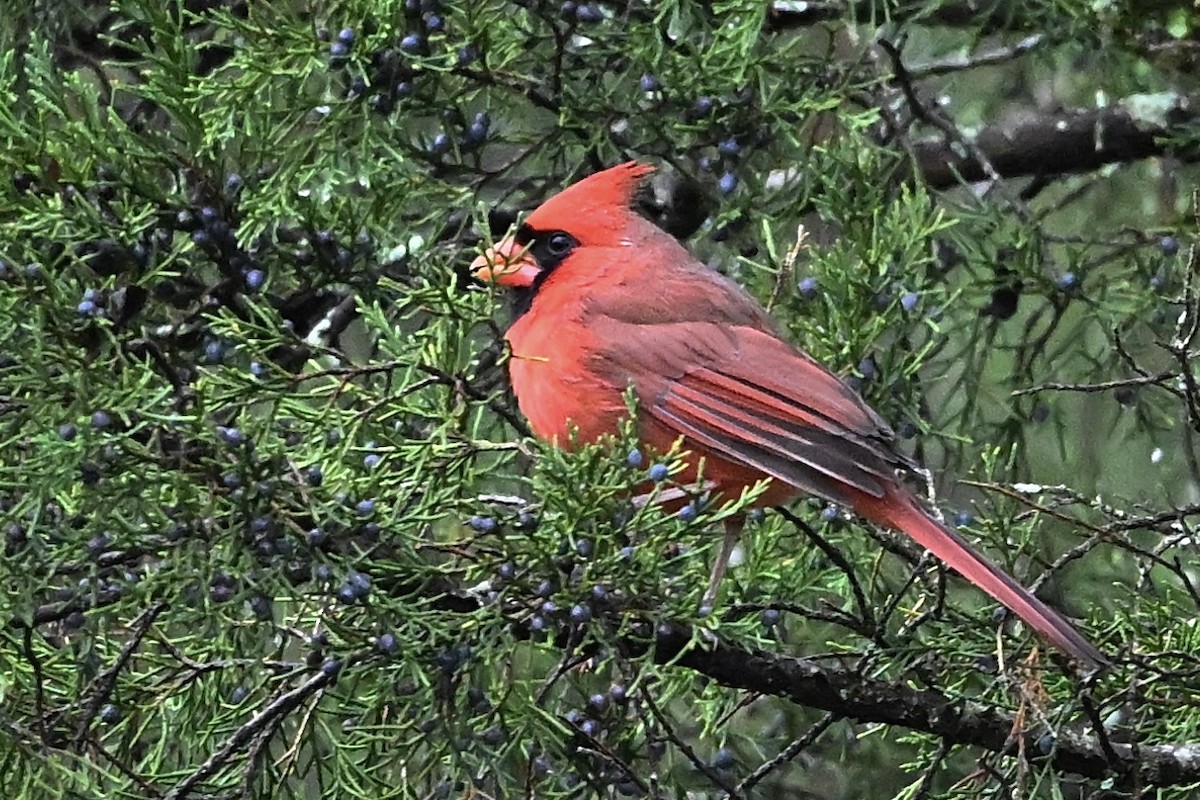 kardinál červený - ML646405615