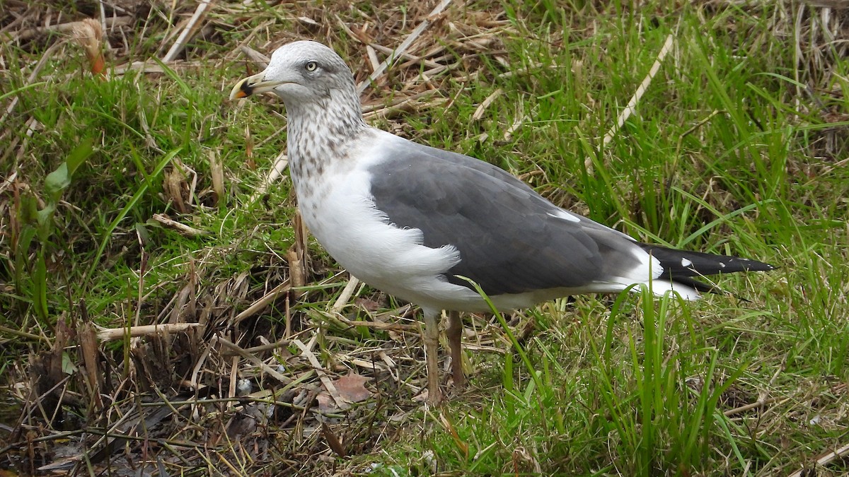 Lesser Black-backed Gull - ML646405616
