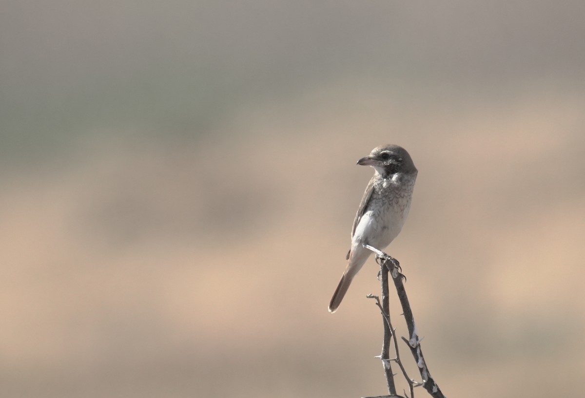 ťuhýk turkestánský - ML646405627