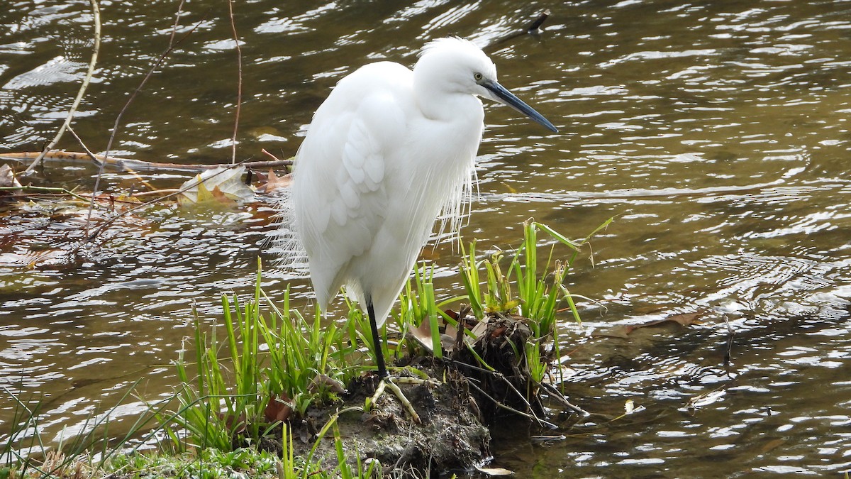 Little Egret - ML646405628