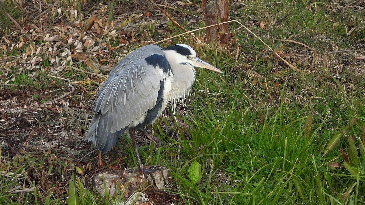 Gray Heron - ML646405632