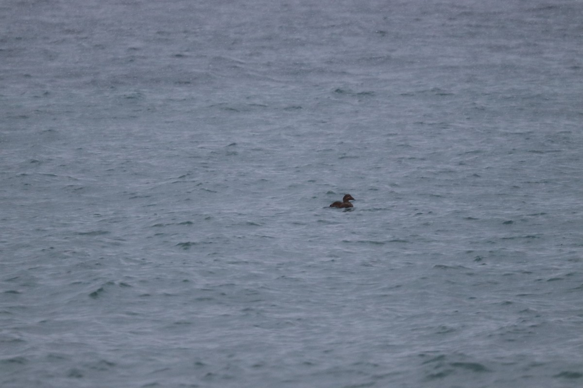 Common Eider - ML646405635