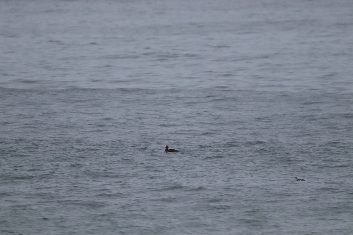 Common Eider - ML646405636