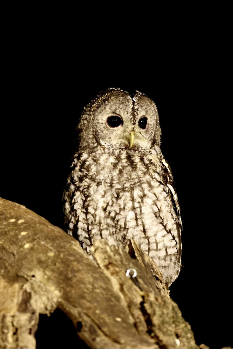 Chouette hulotte - ML646405639