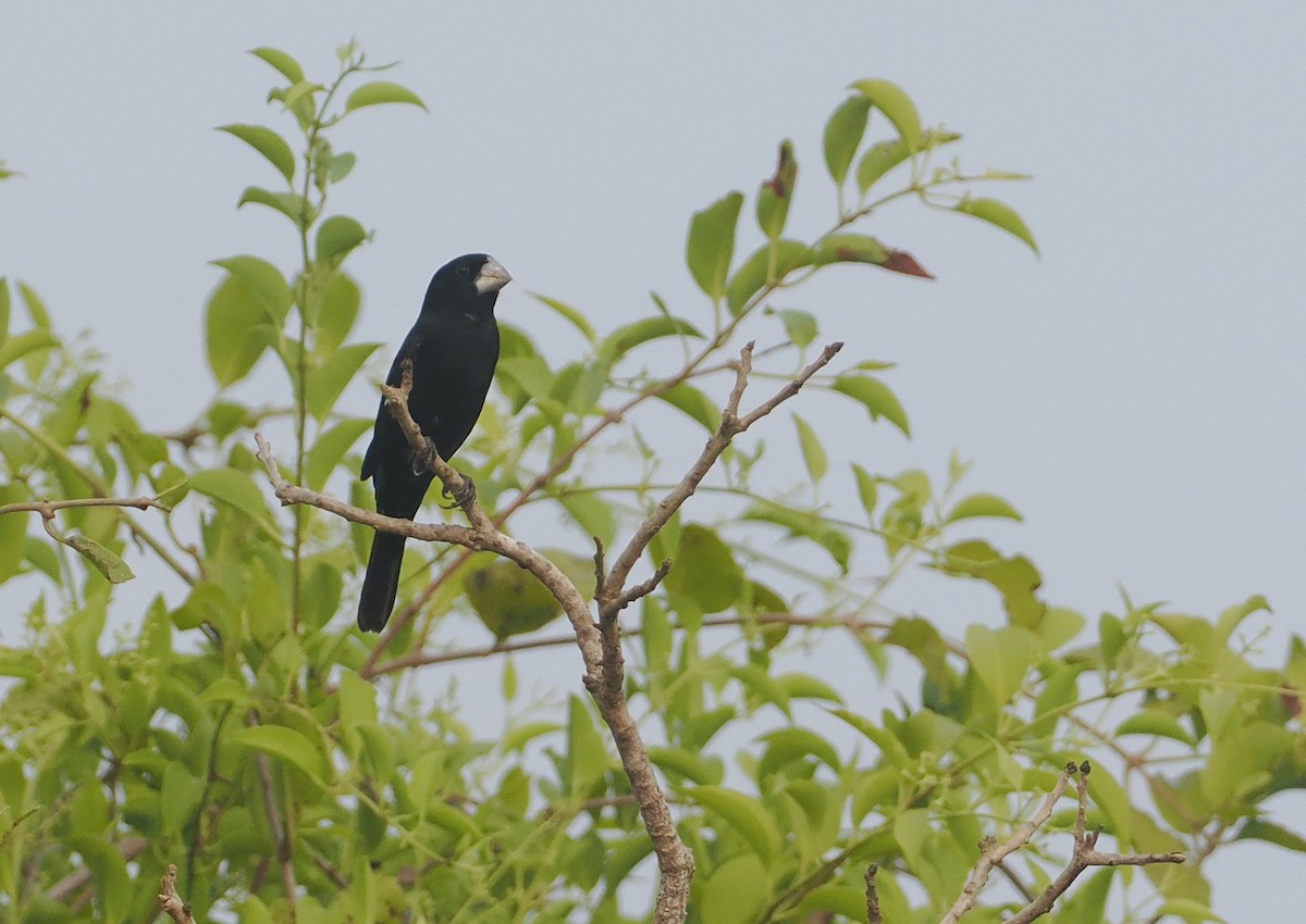 Рисоїд болотяний - ML646405654