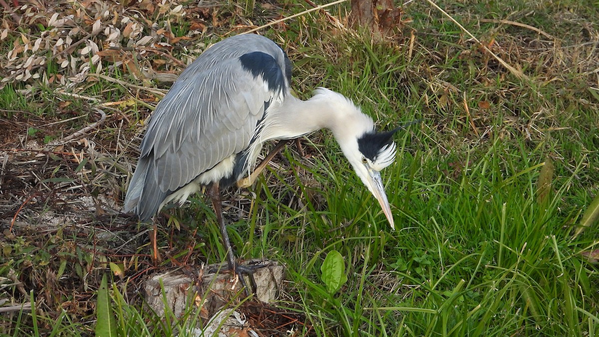 Gray Heron - ML646405655