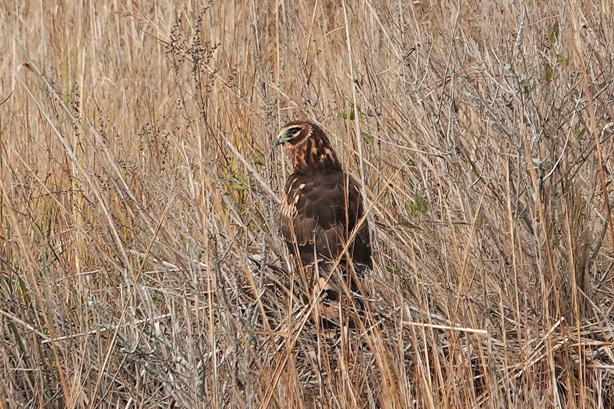 アメリカハイイロチュウヒ - ML646405656