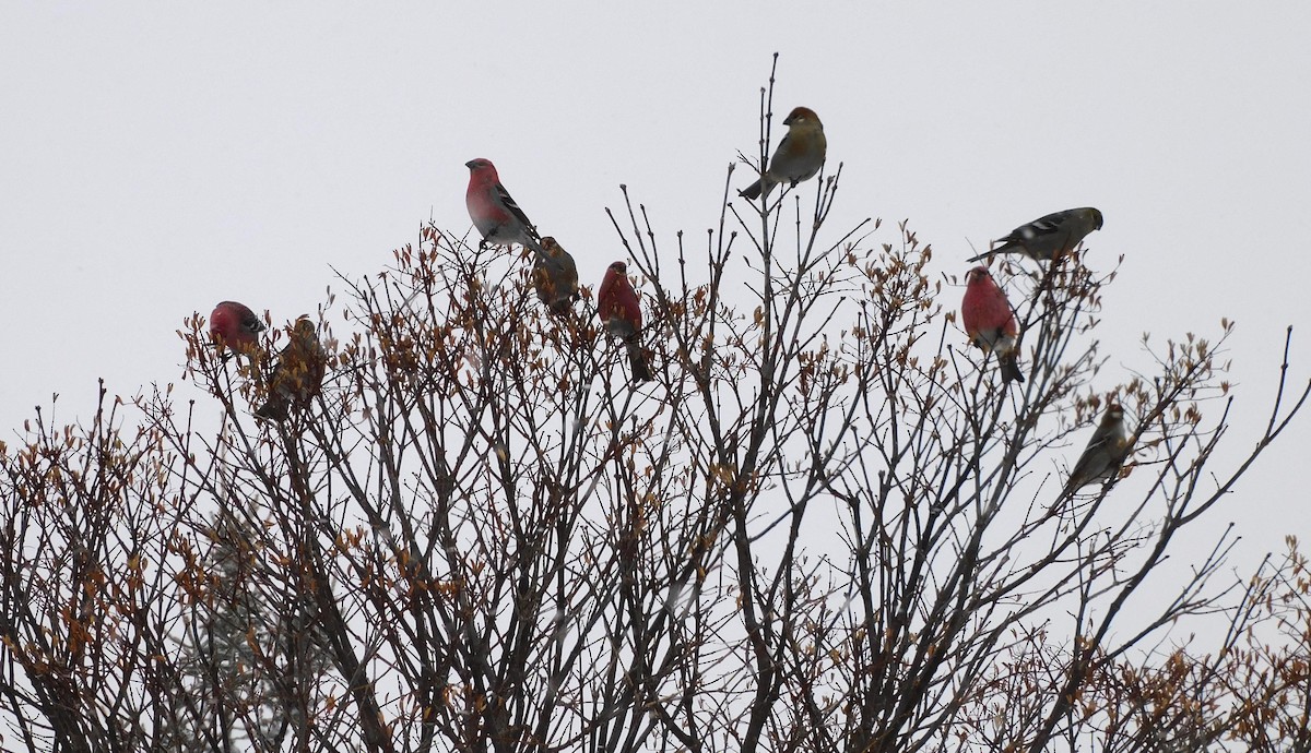 ギンザンマシコ - ML646405657