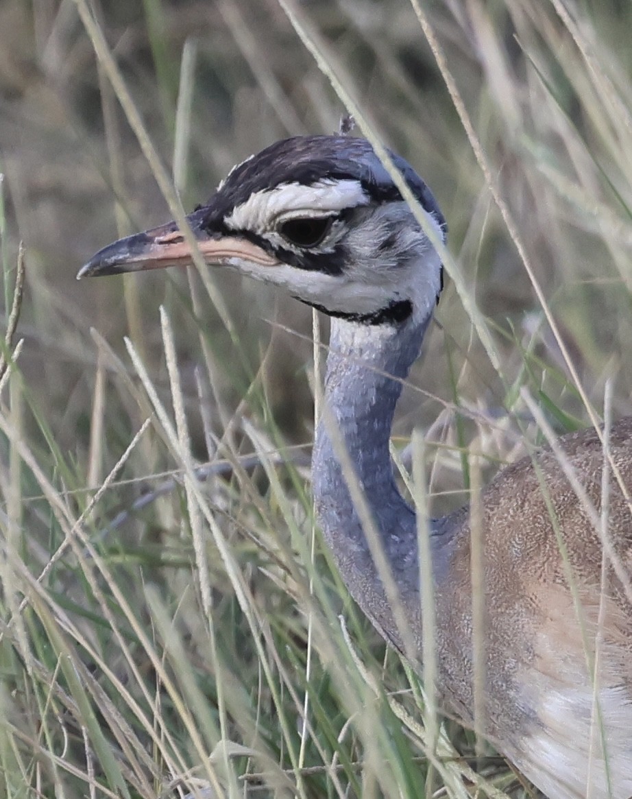 Sisón Moñudo Etíope - ML646405659