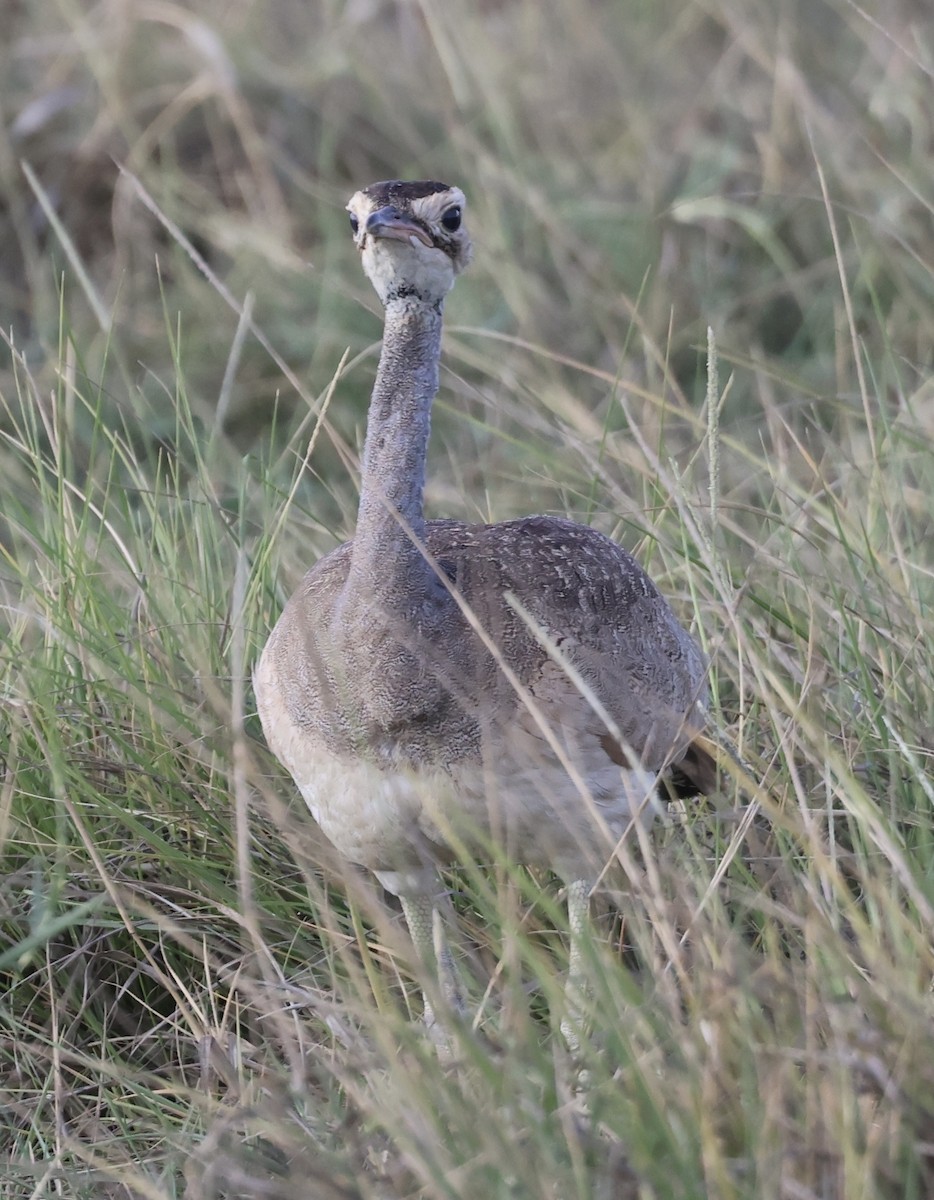 Sisón Moñudo Etíope - ML646405661