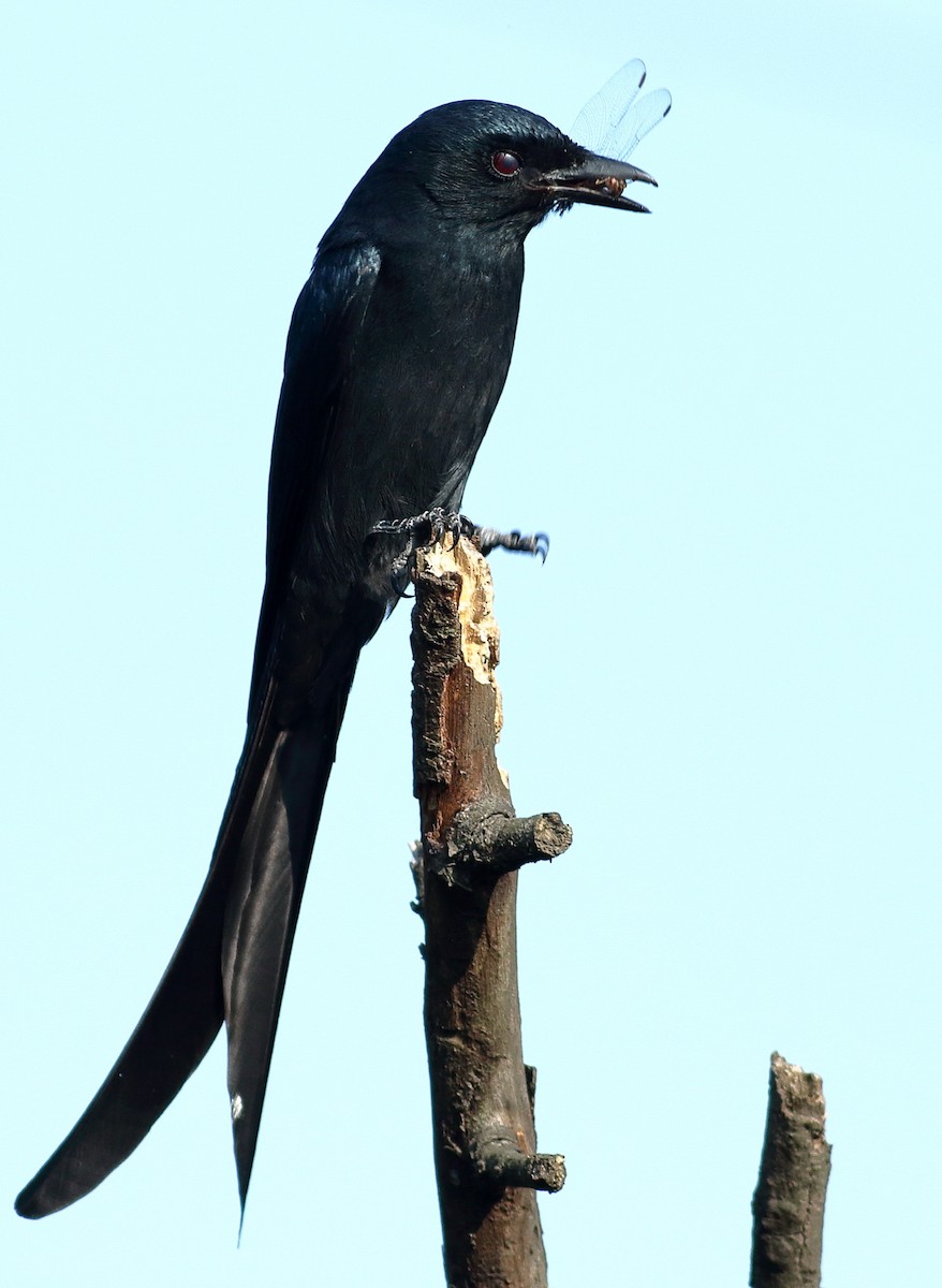 灰卷尾 - ML646405666