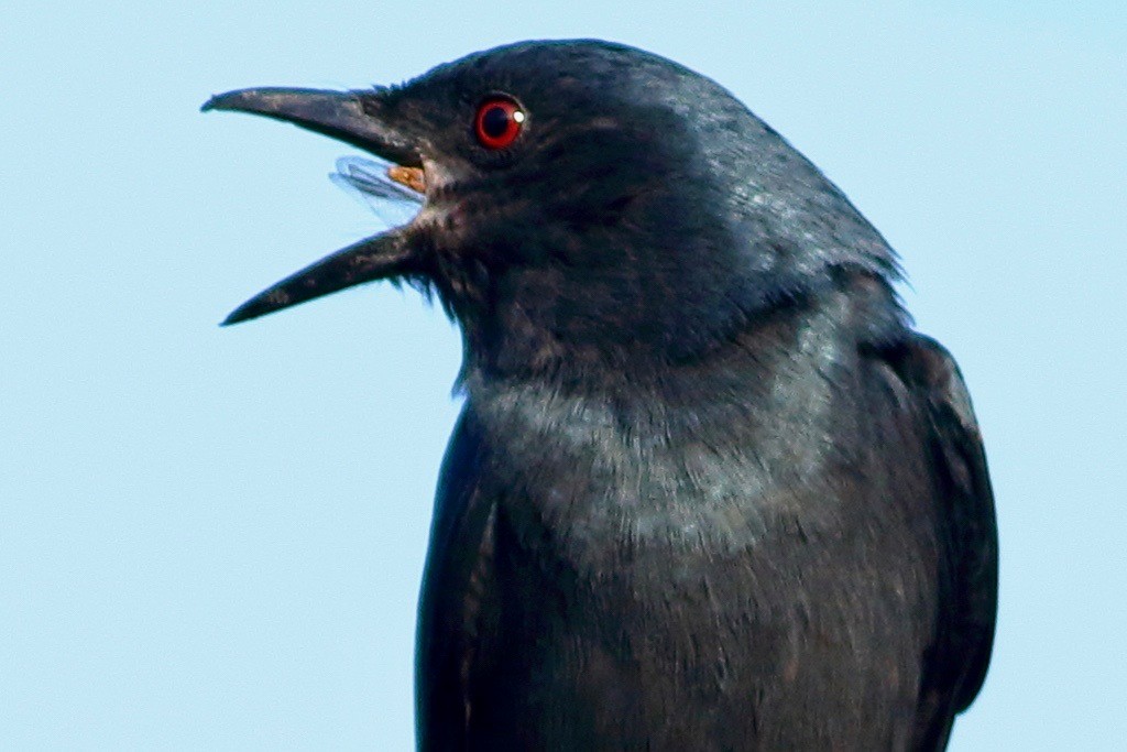 灰卷尾 - ML646405667