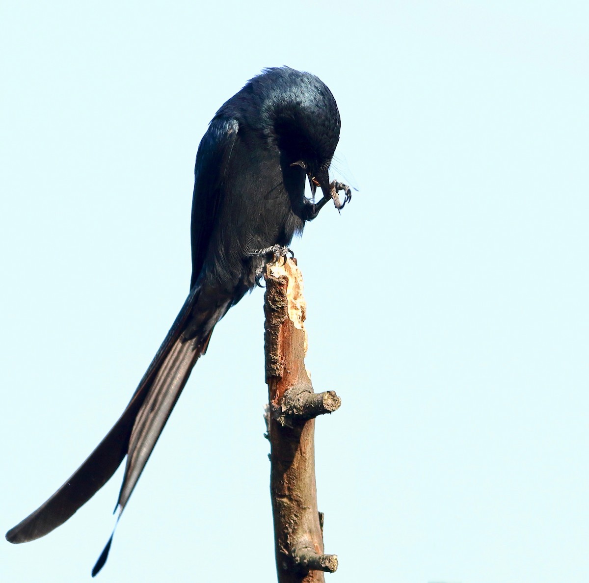 灰卷尾 - ML646405668