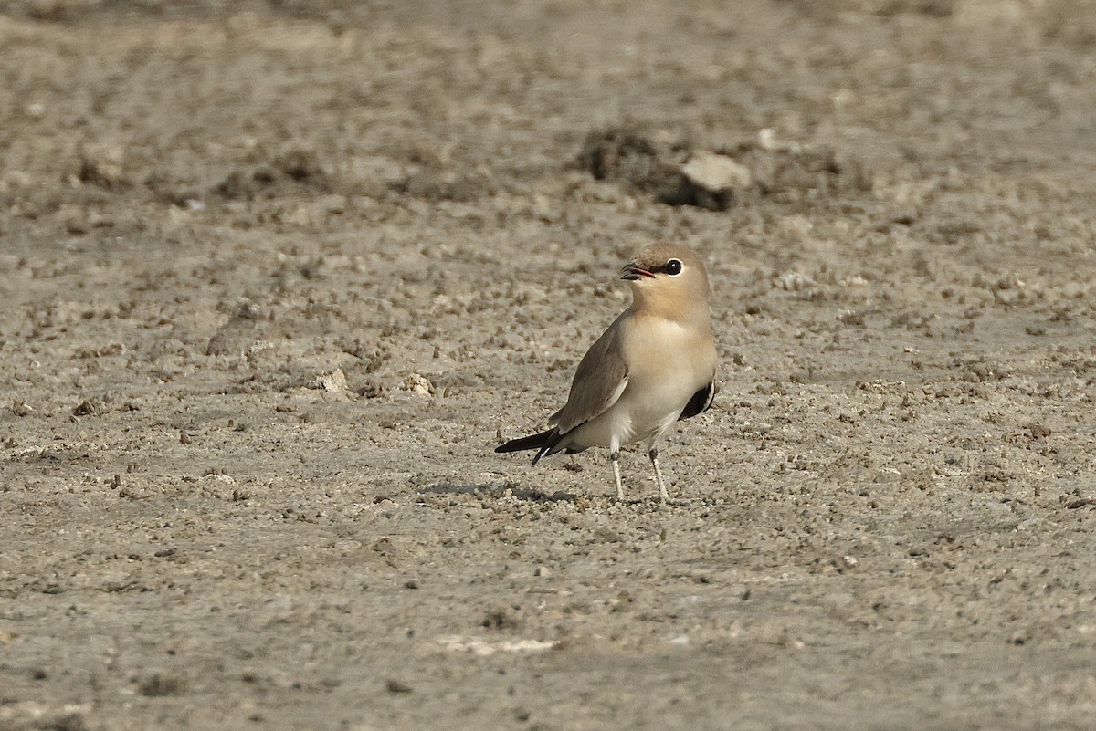 Canastera Chica - ML646405670