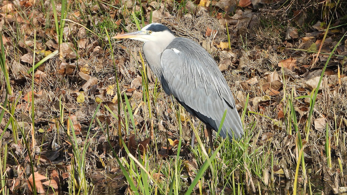 Gray Heron - ML646405671
