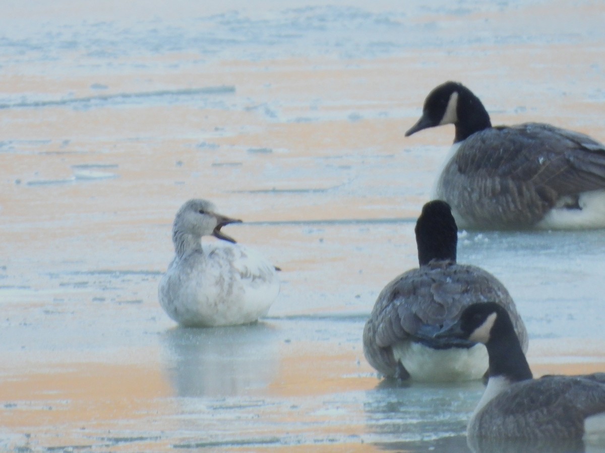 Snow Goose - ML646405673