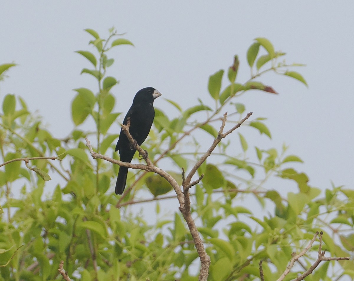 Large-billed Seed-Finch - ML646405674