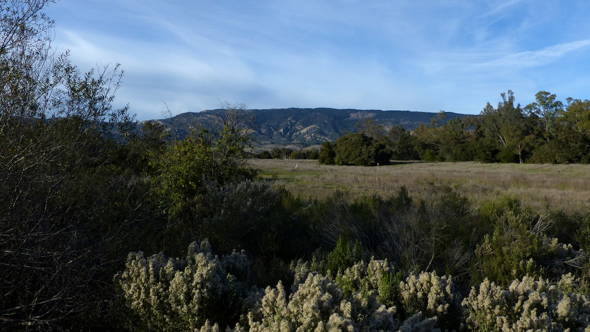 Garceta Grande - ML646405675