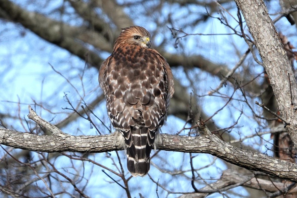 Busardo Pechirrojo - ML646405676