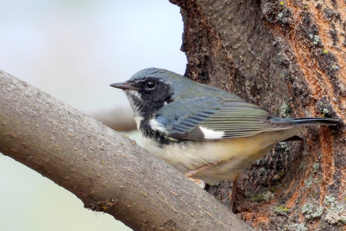 Reinita Azulada - ML646405677