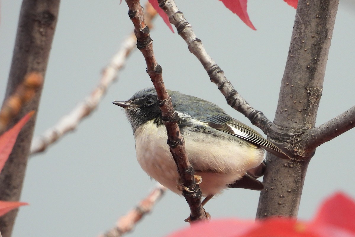 Reinita Azulada - ML646405678