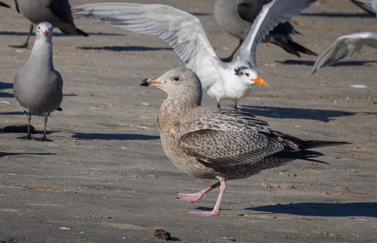 Gaviota Argéntea Americana - ML646405679